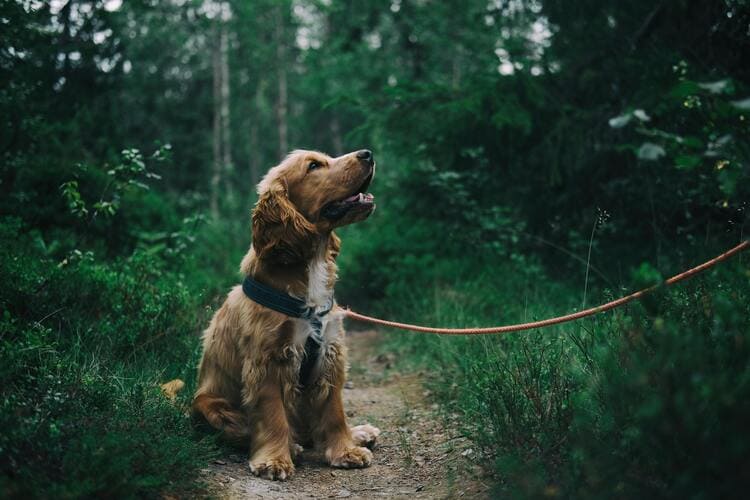 cocker spaniel in nature