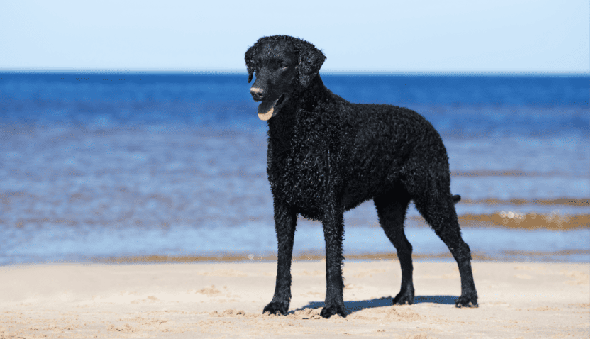 culry coated.retriever on the beach