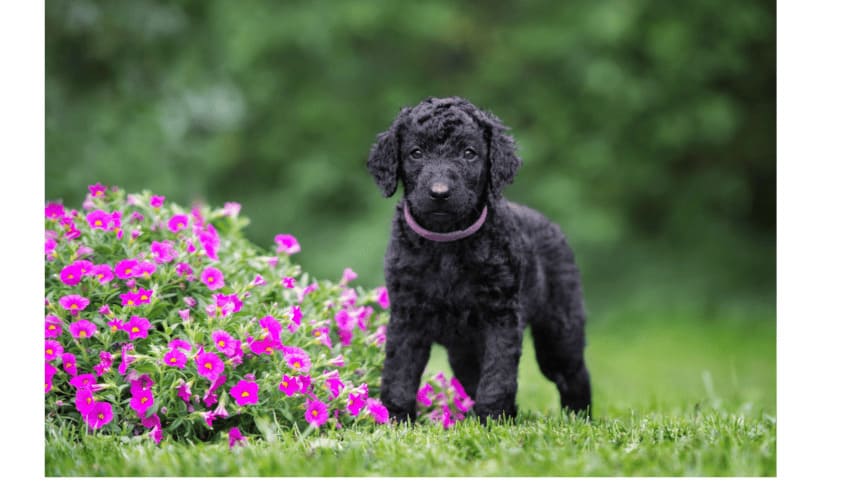 curly coated retriever puppy