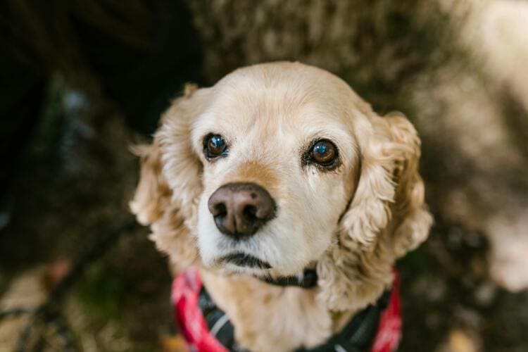 cute cocker spaniel