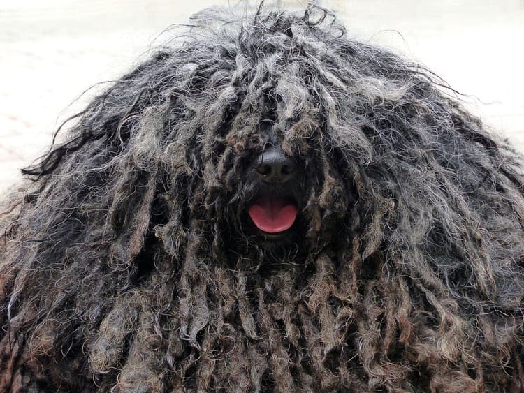 dog puli breed