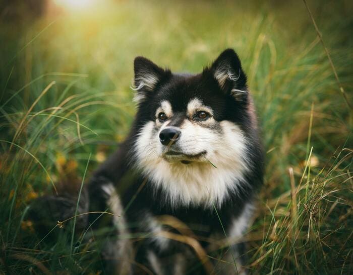 finnish spitz in garden