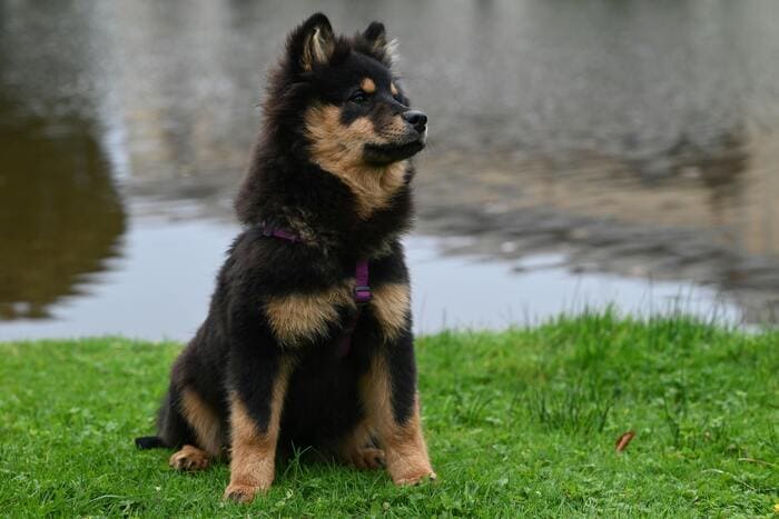 finnish spitz in grass