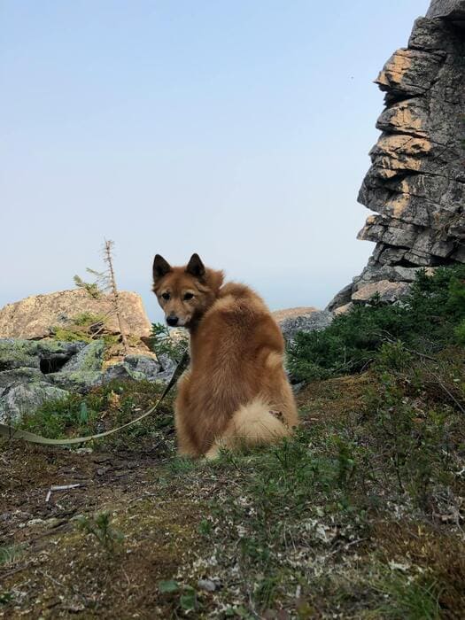 finnish spitz in hills