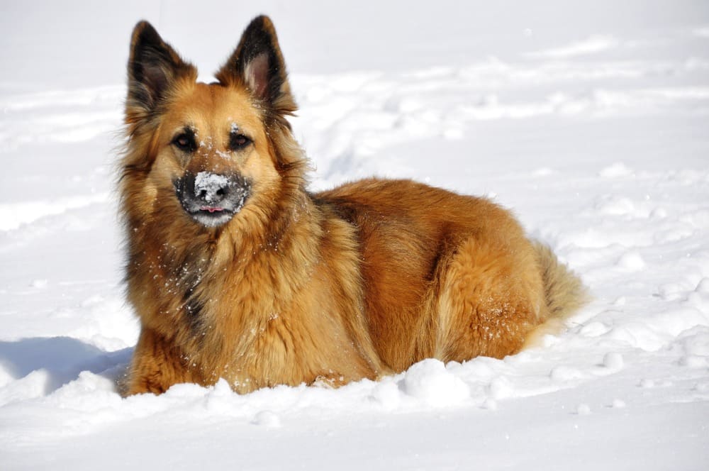 finnish spitz in snow