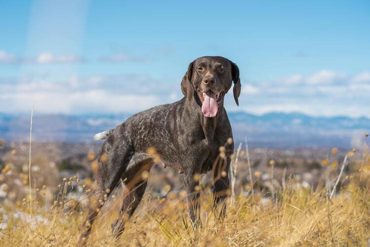 german shorthaired pointer in field