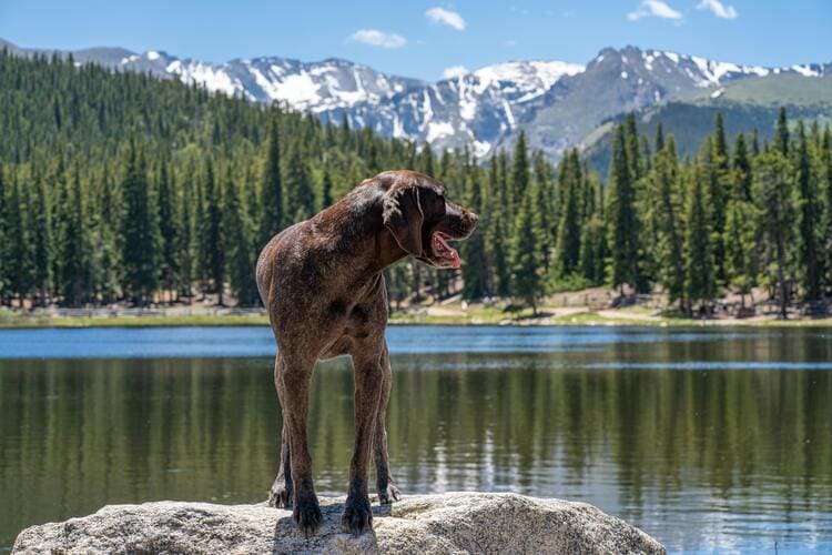 german shorthaired pointer in lake