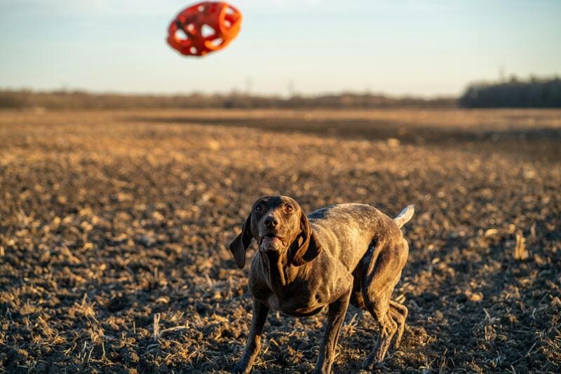 german shorthaired pointer playing