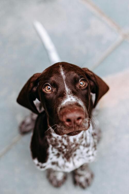 german shorthaired pointer waiting