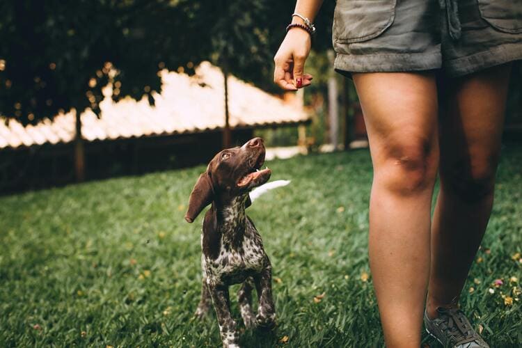 german shorthaired pointer with family