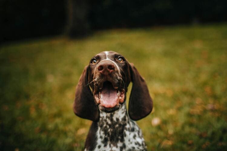 happy german shorthaired pointer in park