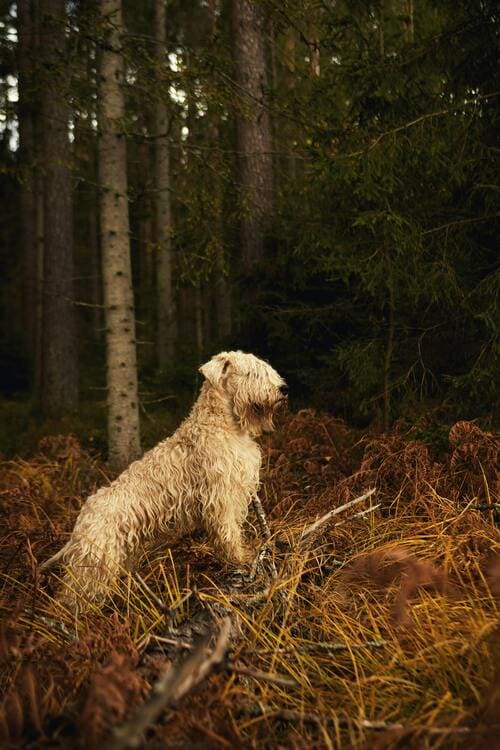 irish terrier in the forest