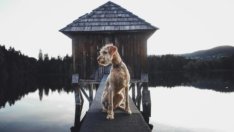 irish terrier next to water