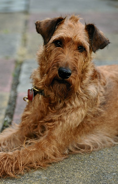 irish terrier on the ground