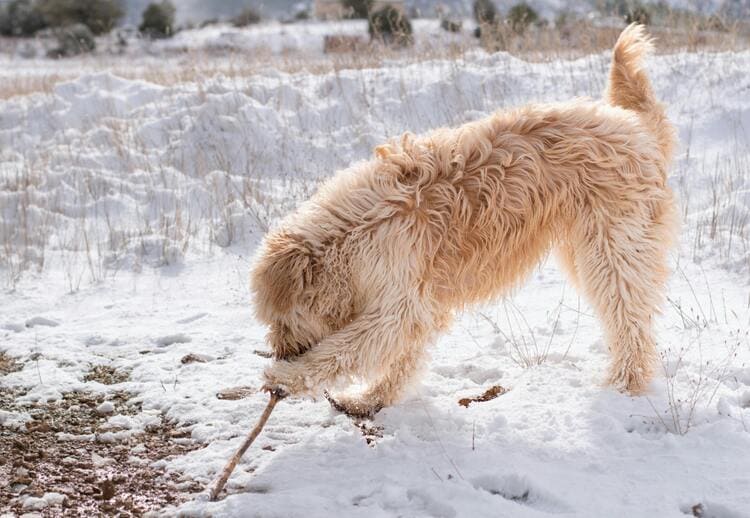 irish terrier playing snow