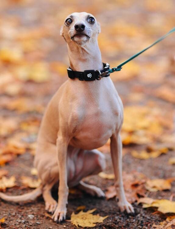 italian greyhound in the park