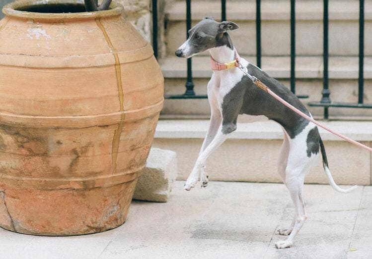 italian greyhound jumping