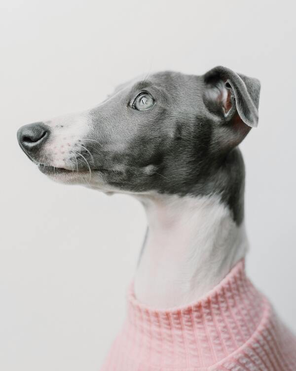 italian greyhound