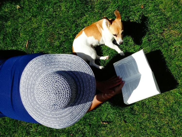 jack russell next to person reading