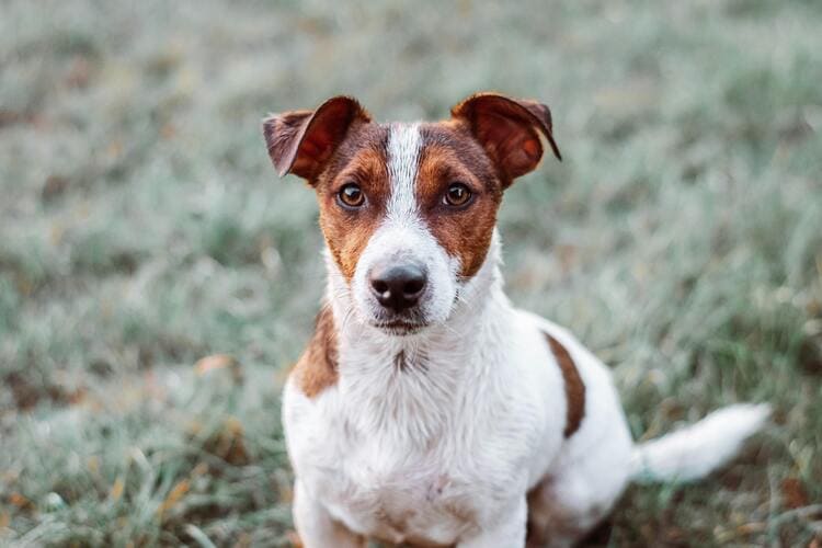 jack russell on the grass