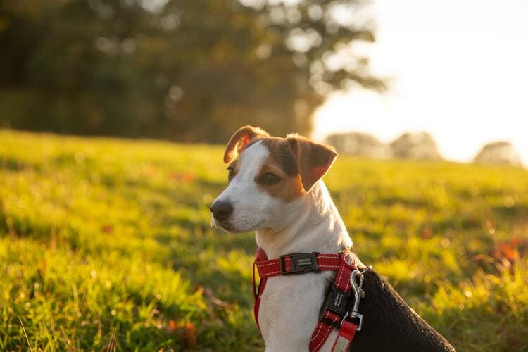 jack russell terrier sun