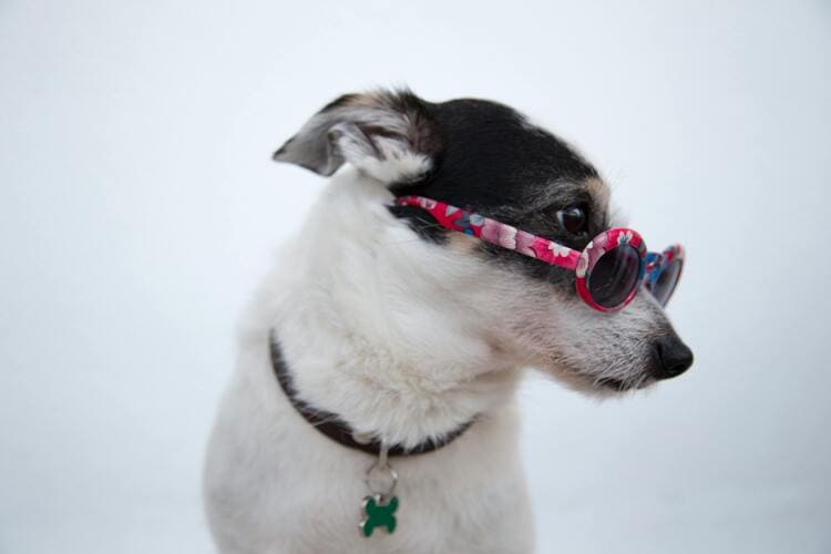 jack russell terrier wearing glasses