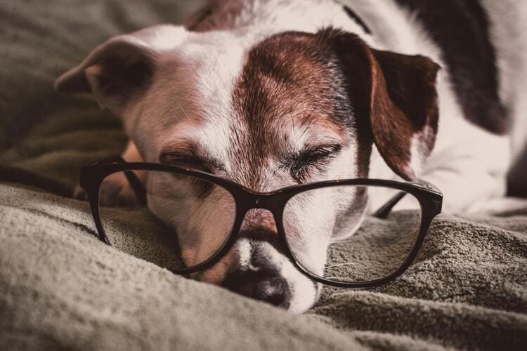 jack russell with glasses