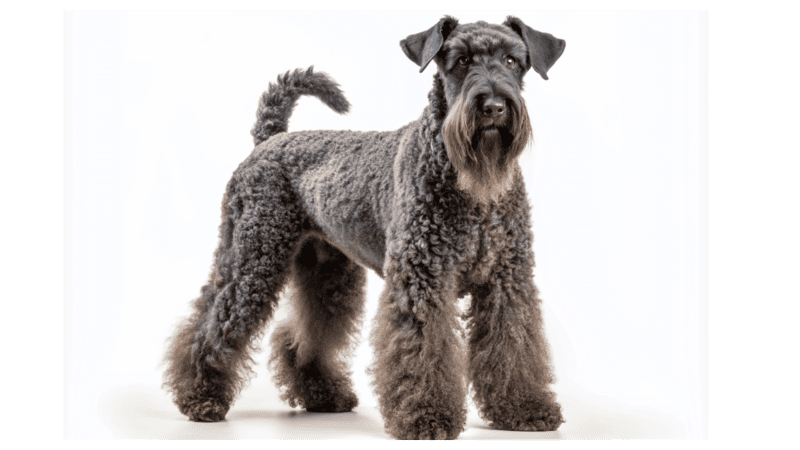 kerry blue terrier happy