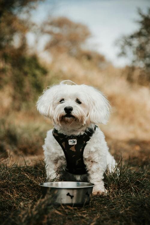 maltese in the park