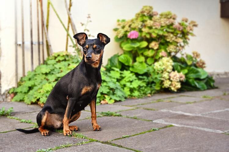 miniature pinscher in a garden