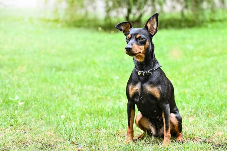 miniature pinscher in the park