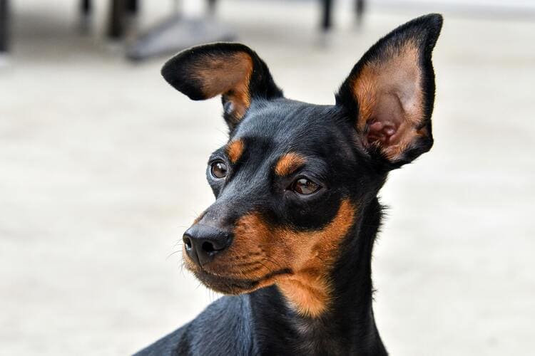 miniature pinscher looking