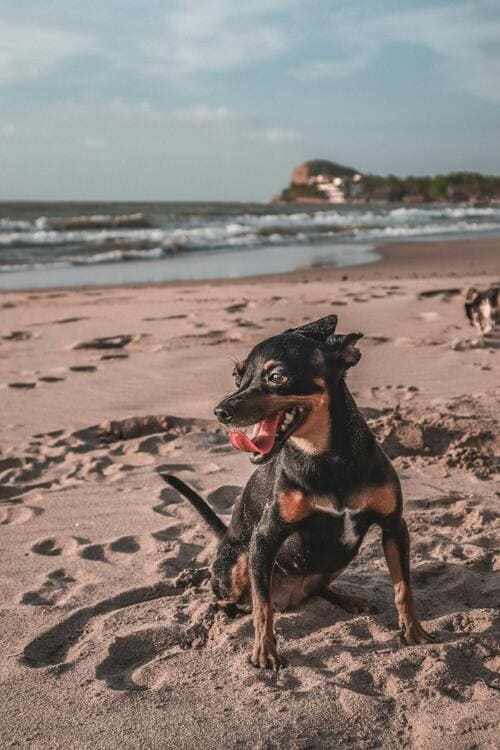 miniature pinscher on the beach