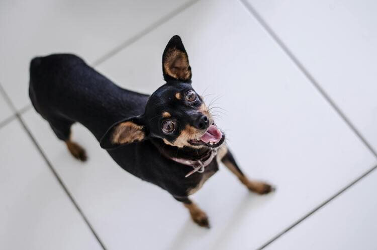 miniature pinscher on the tiles