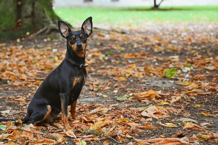 miniature pinscher park