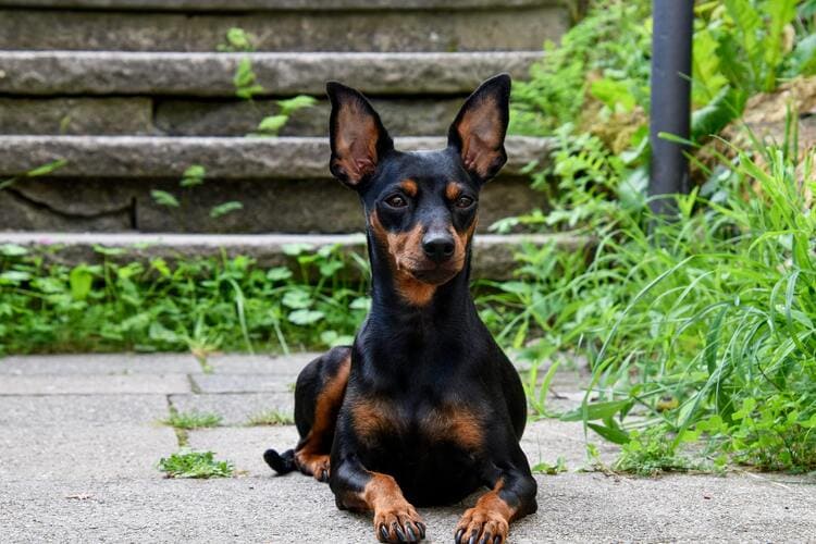 miniature pinscher resting