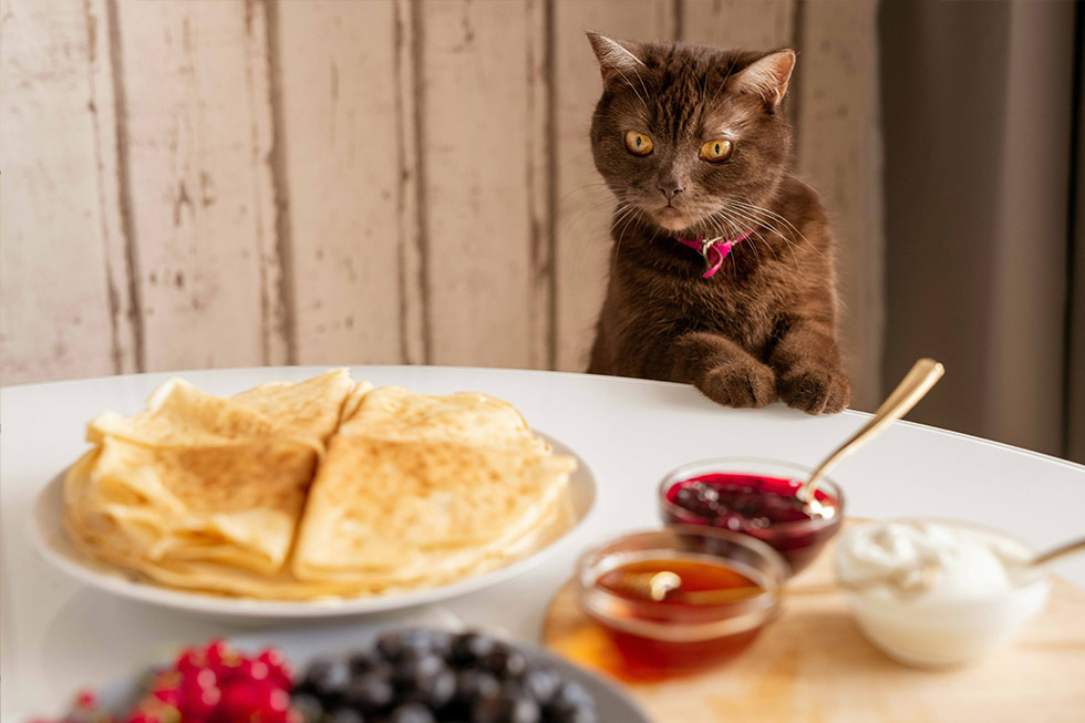 nutrition tips pets cat