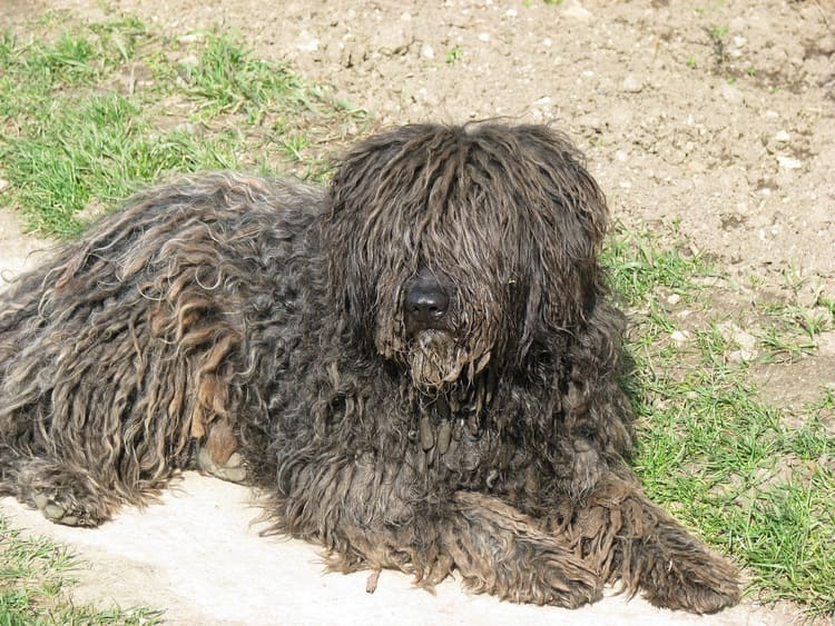 puli dog resting