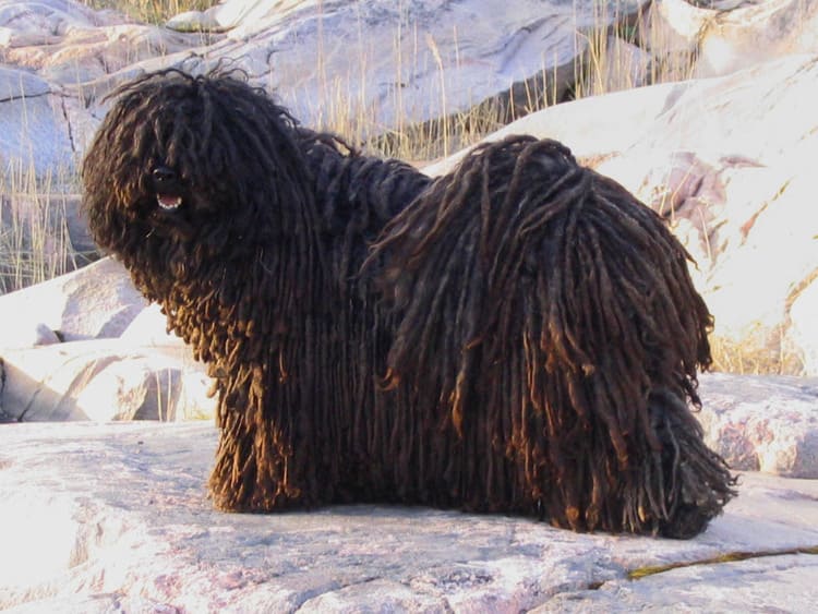 puli hungarian breed