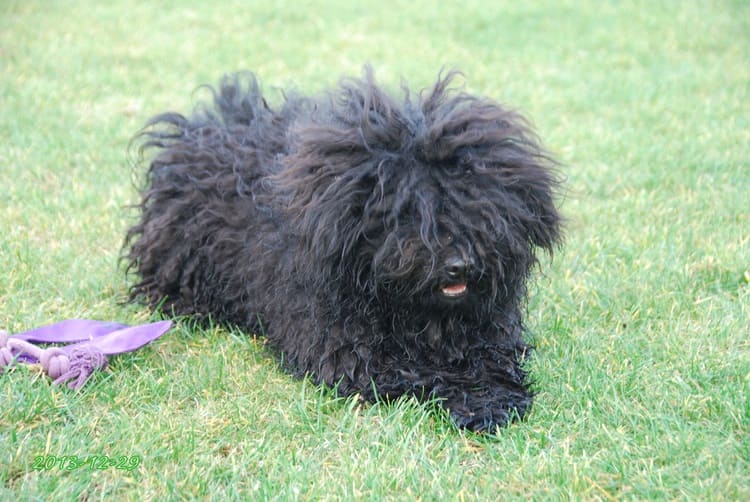 puppy puli dog breed