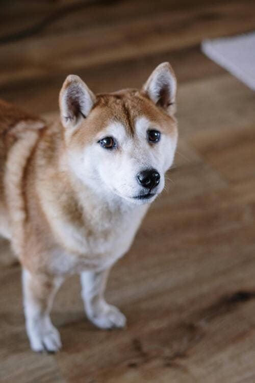 shiba inu looking cute