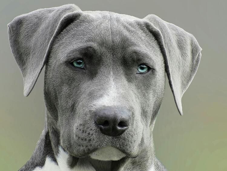 weimaraner close look