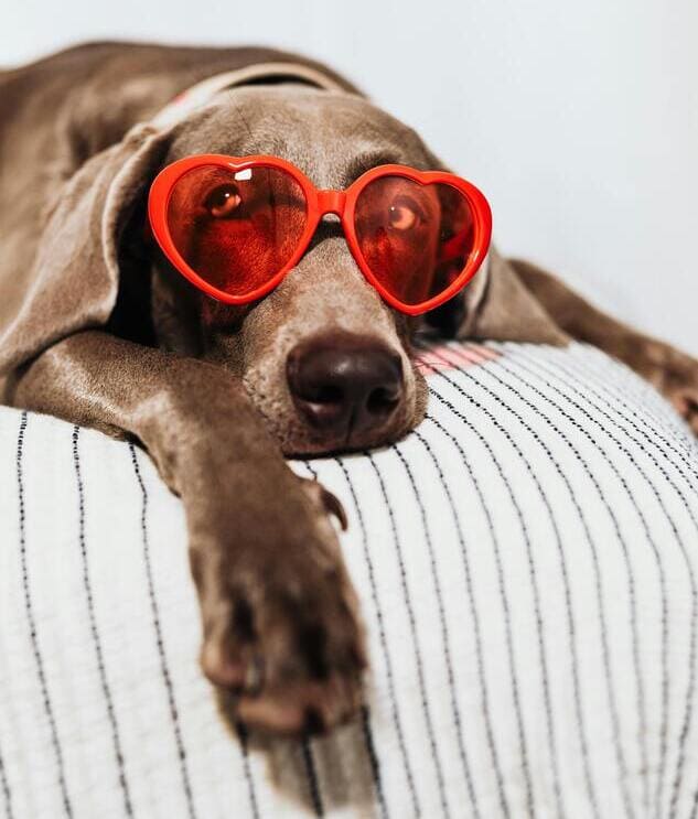 weimaraner esting with sunglasses