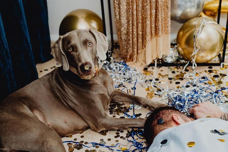 weimaraner family baby