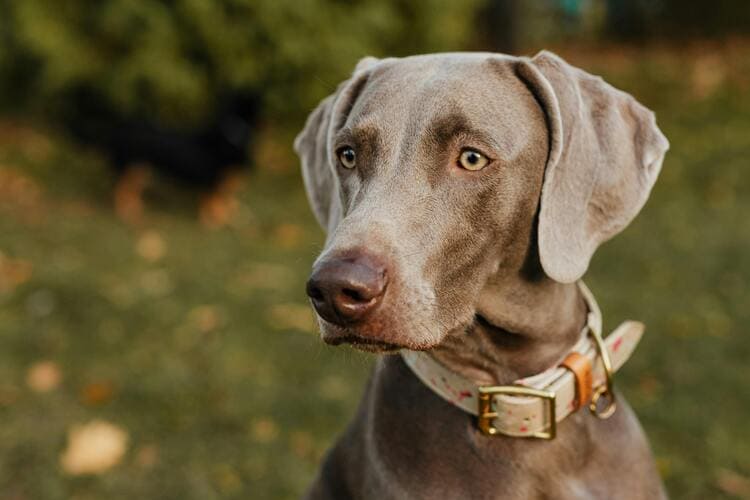 weimaraner in nature