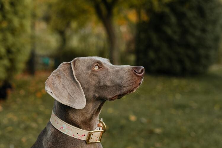 weimaraner looking right