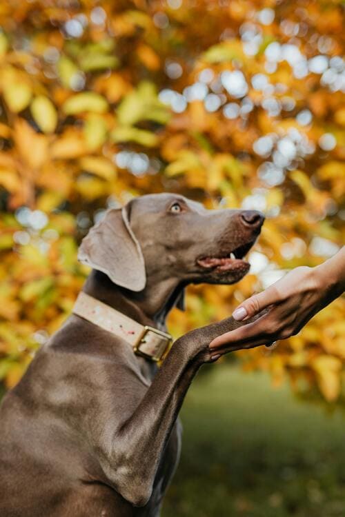 weimaraner with owner