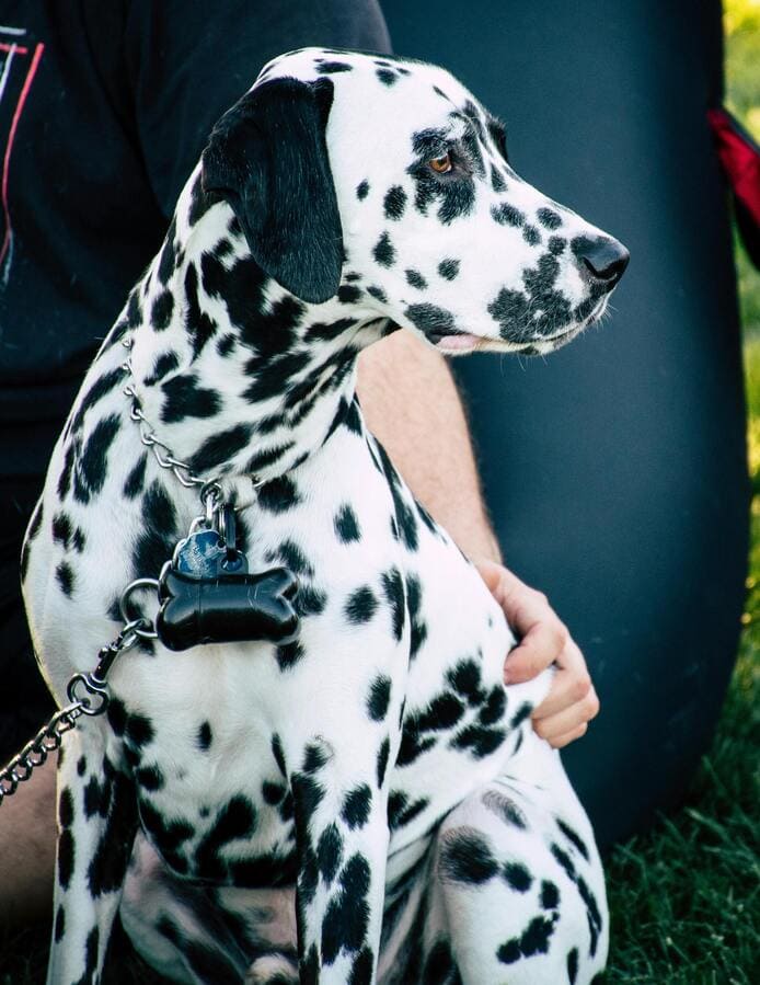 dalmatian dog breed looking right