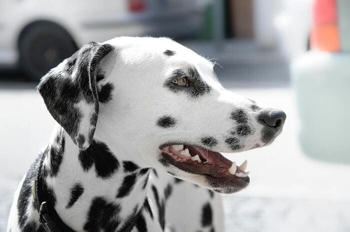 Dalmatian Dog Breed