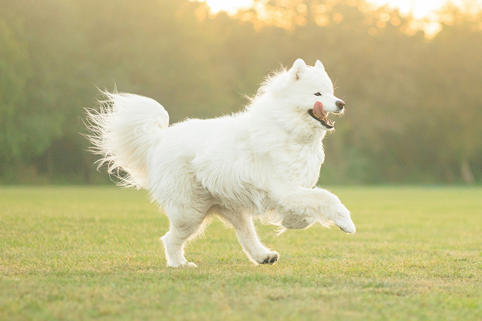 happy dog running